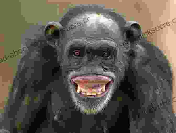 A Black And White Photo Of A Smiling Chimpanzee With A Large Head. Nim Chimpsky: The Chimp Who Would Be Human