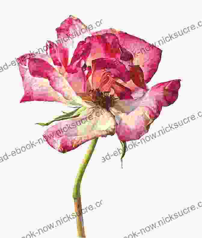 A Botanical Painting Of A Rose By Rosie Sanders Rosie Sanders Roses: A Celebration In Botanical Art