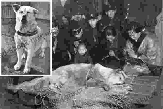 A Boy And His Best Friend, Hachiko, The Akita Who Waited For His Owner Every Day At The Train Station For Years After His Death. Celebrated Pets: Endearing Tales Of Companionship And Loyalty (Amazing Stories)