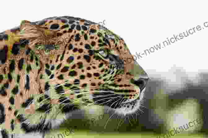 A Close Up Photo Of A Leopard In The Wild Fire And Fauna: Tales Of A Life Untamed (Integrative Natural History Sponsored By Texas Research Institute For Environmental Studies Sam Houston State University)