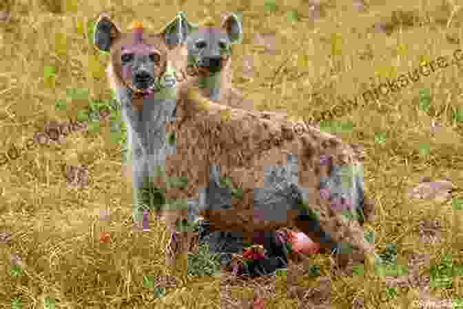 A Group Of Hyenas In The Serengeti National Park Notes From The Hyena S Belly: An Ethiopian Boyhood
