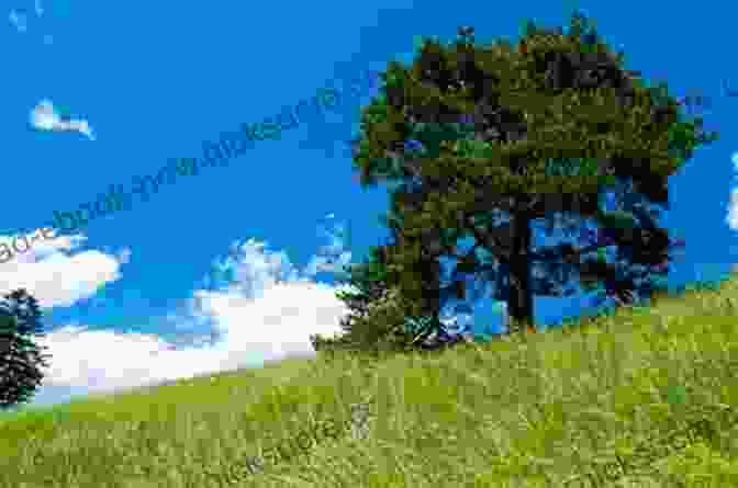 A Scenic Hillside With A Lone Tree In The Foreground This Hill This Valley: A Memoir (American Land Classics)