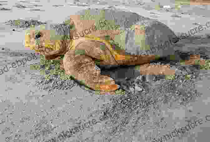 A Wildlife Biologist Carefully Tags A Loggerhead Sea Turtle On A Secluded Beach, Contributing Valuable Data To Conservation Efforts Aimed At Protecting This Endangered Marine Species. Running Away From Elephants: The Adventures Of A Wildlife Biologist