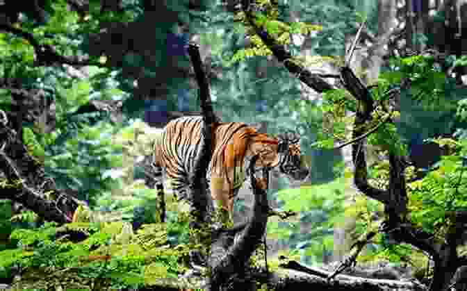 A Wildlife Biologist Cautiously Observes A Majestic Bengal Tiger In Its Natural Habitat, Capturing Its Captivating Essence With A Telephoto Lens. Running Away From Elephants: The Adventures Of A Wildlife Biologist