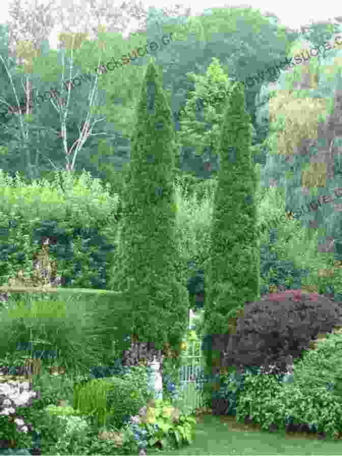 Cypress Trees In A Garden Cypress Trees In The Garden: The Second Generation Of Zen Teaching In America