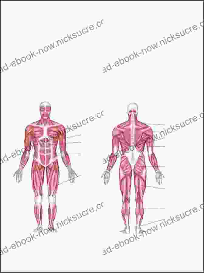 Diagram Of The Human Muscular System Modeling The Figure In Clay 30th Anniversary Edition: A Sculptor S Guide To Anatomy
