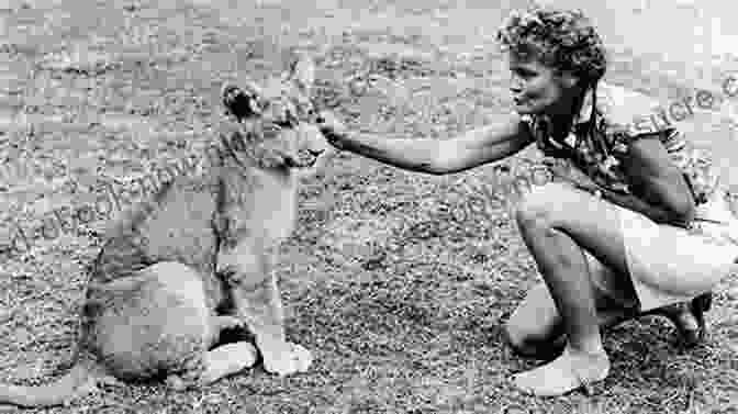 Elsa The Lioness, Made Famous By George Adamson's Book, Living With George Adamson And The Lions Of Kora: A Tale Of Africa Bees And Fear (African And Asian Interludes 1)