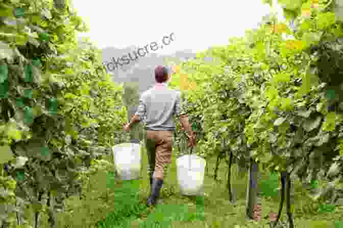 English Family Standing In A Vineyard A Vineyard In The Dordogne How An English Family Made Their Dream Of Wine Good Food And Sunshine Come True