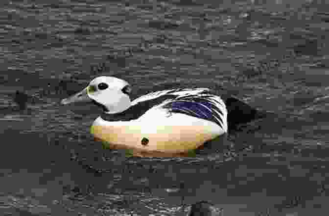 Steller's Eider, A Sea Duck Discovered And Named By Georg Steller During The Bering Expedition. Where The Sea Breaks Its Back: The Epic Story Georg Steller The Russian Exploration Of AK