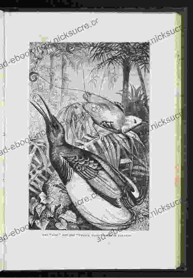 Wallace's Sketches Of Different Bird Species Alfred Russel Wallace: Letters From The Malay Archipelago